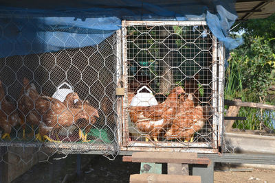 Chainlink fence in cage