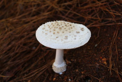 Close-up of mushroom growing on field