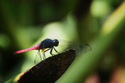 Close-up of insect on leaf