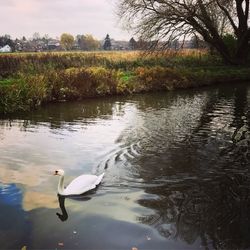 Swans swimming in lake against sky