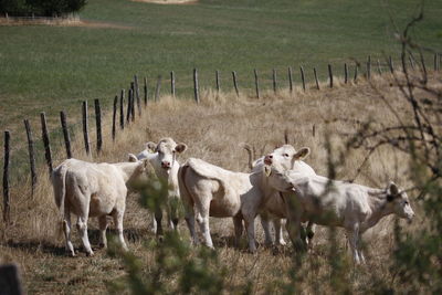 Cow in a field