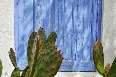 Close-up of cactus plant growing against wall