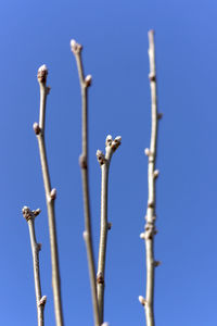 Low angle view of bird perching on branch against blue sky