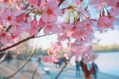 Close-up of pink cherry blossom tree