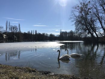 Swans swimming in lake