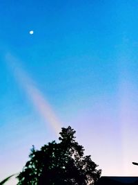 Low angle view of trees against blue sky