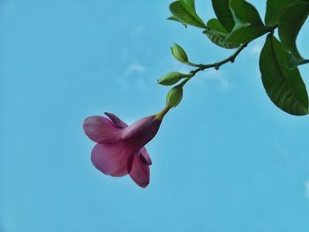 Close-up of pink flowers