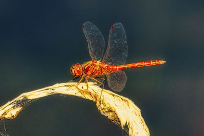 Close-up of dragonfly on flower