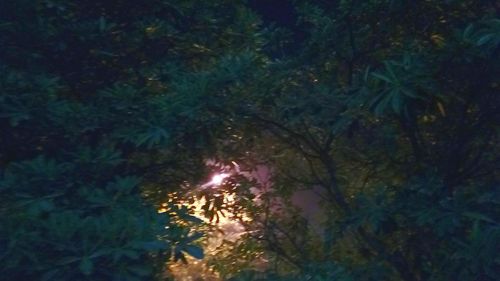 Low angle view of illuminated tree against sky at night