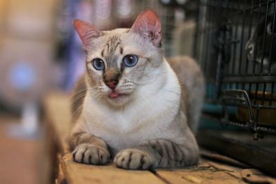 Close-up portrait of cat sitting