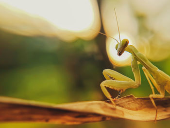 Close-up of insect on plant