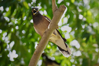 Bird perching on a tree