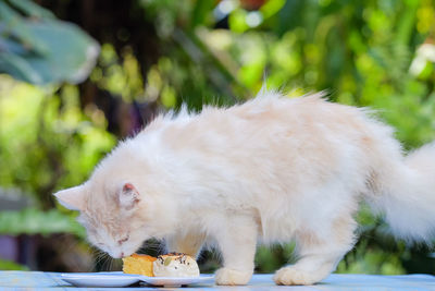 Close-up of cat eating food