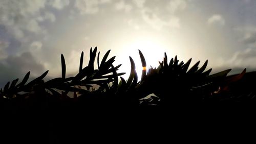 Low angle view of silhouette plants against sky during sunset