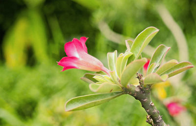 Close-up of pink flowering plant