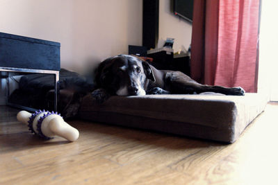 Dog resting on floor at home