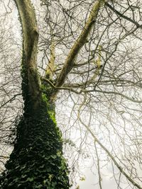 Low angle view of bare tree against sky