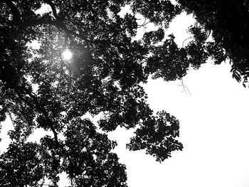 Low angle view of tree against clear sky