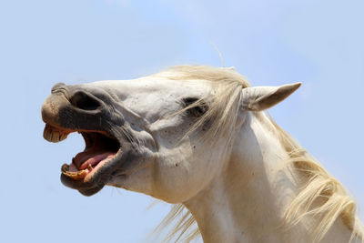 Close-up of a horse against clear sky