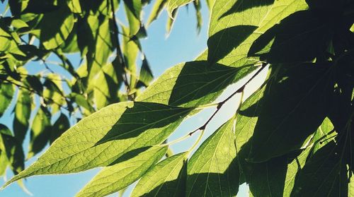 Low angle view of leaves against clear sky