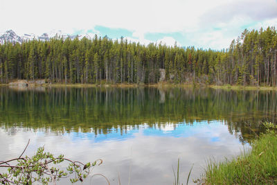 Scenic view of lake in forest against sky