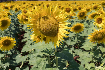 Close-up of sunflower on plant