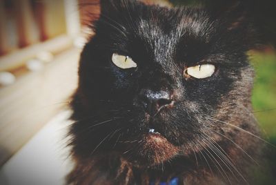 Close-up portrait of black cat