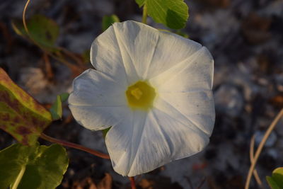 Close-up of flower against blurred background