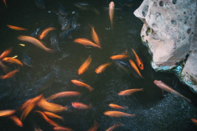 High angle view of koi carps swimming in pond