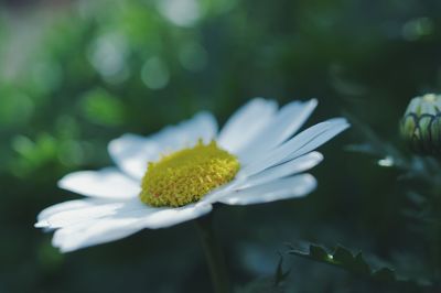 Close-up of white flowering plant