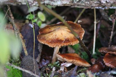 Close-up of mushroom growing in forest