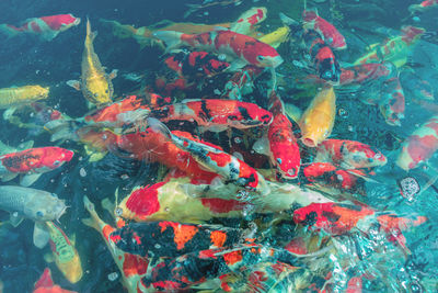 Fish swimming in sea