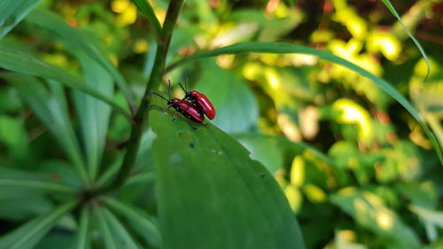 Close-up of ladybug on leaf