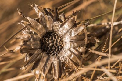 Close-up of dry flower