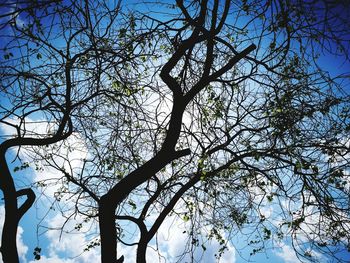 Low angle view of tree against sky