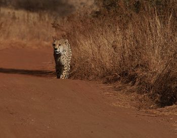 Cheetah looking for his partner