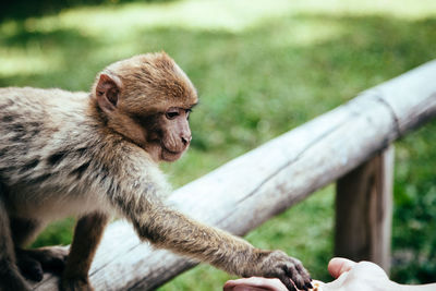 Close-up of monkey sitting outdoors