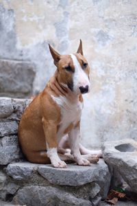 Portrait of dog sitting on rock