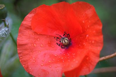 Close-up of insect on red flower