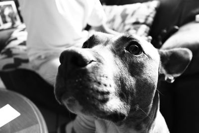 Close-up of dog sitting on hand