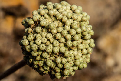 Close-up of berries growing outdoors