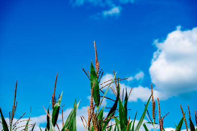 Close-up low angle view of stalks against blue sky