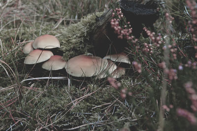 Close-up of mushrooms growing outdoors