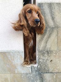 Portrait of dog waiting for his master outdoors