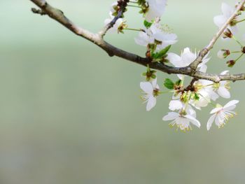 Close-up of apple blossoms in spring