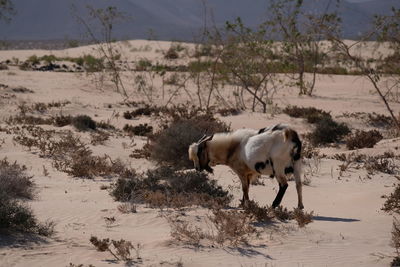 Desert goat