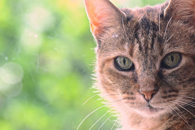 Close-up portrait of tabby cat