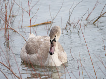 Swan swimming in lake