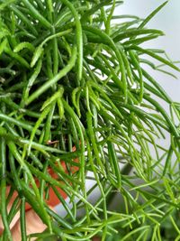 Close-up of fresh green plants