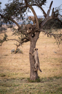 Young cheetahs on tree trunk